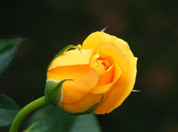 Julia Child photo jc2013_10150010_zpsa678664f.jpg